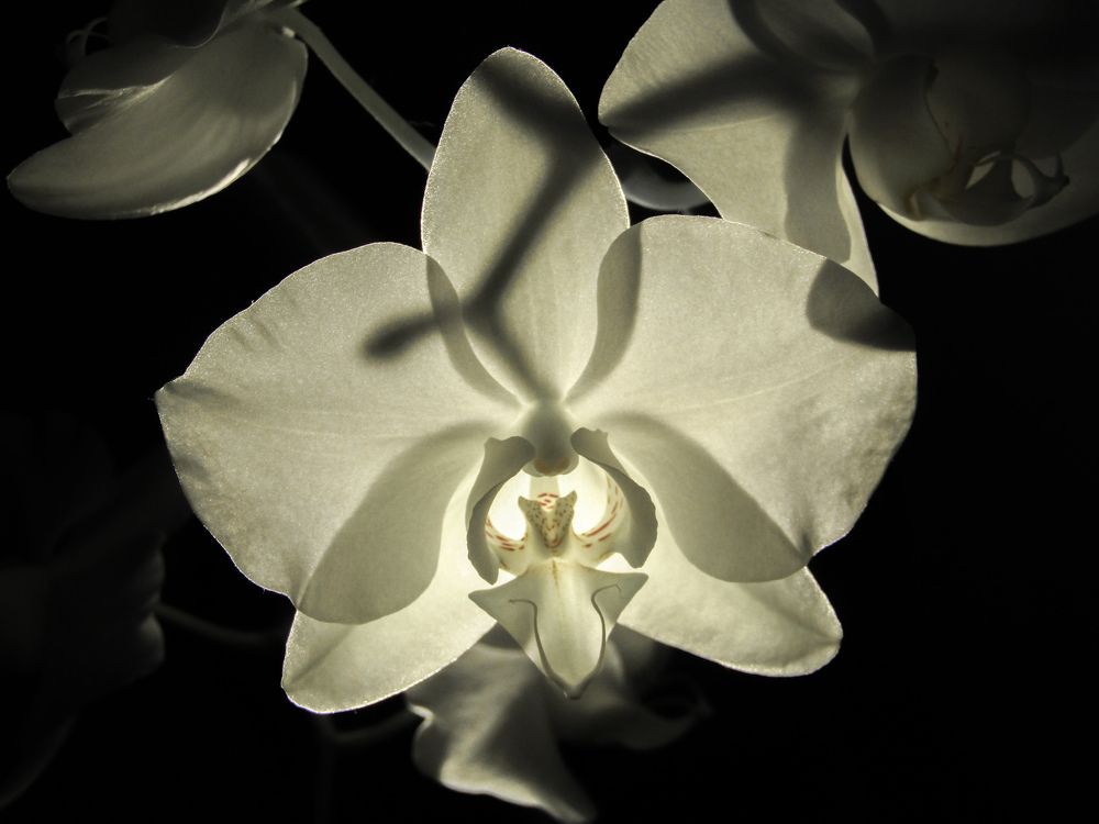 Фотография автора Лада Еремеева