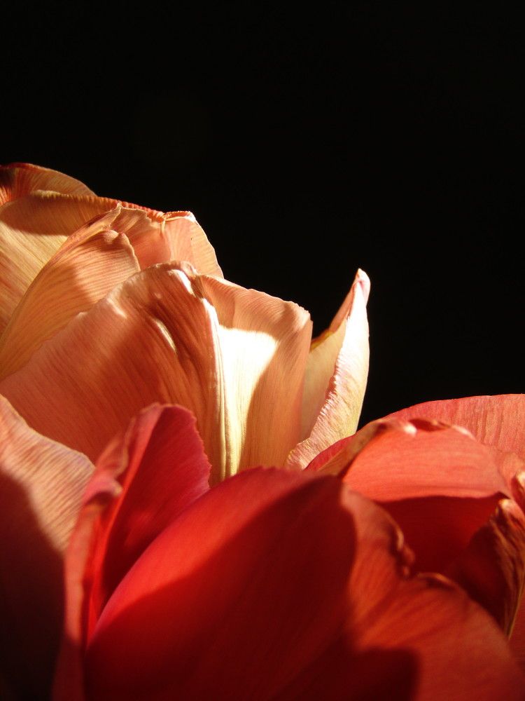 Фотография автора Лада Еремеева