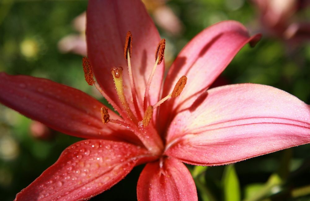 Фотография автора Nelya  Lysenko