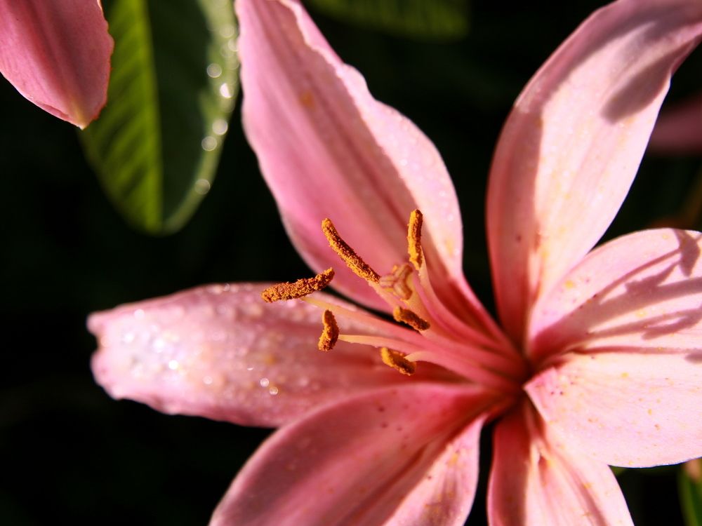 Фотография автора Nelya  Lysenko