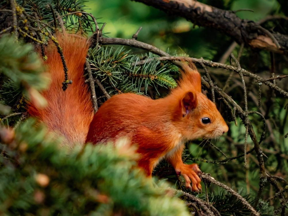 Photograph by Юлия Закопайло