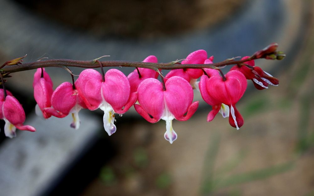 Фотография автора Nelya  Lysenko