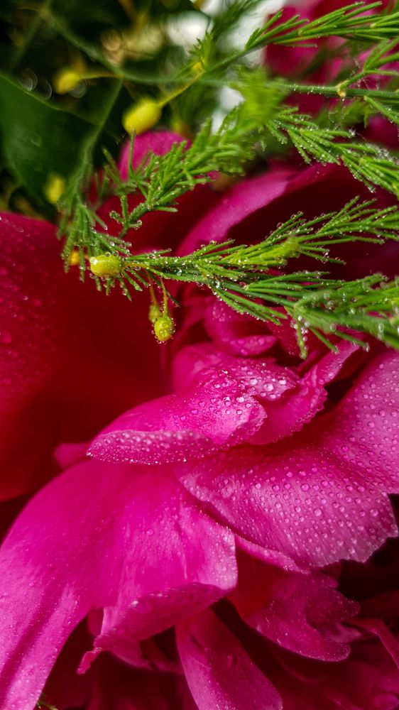 Photograph by Дарья Целуйко