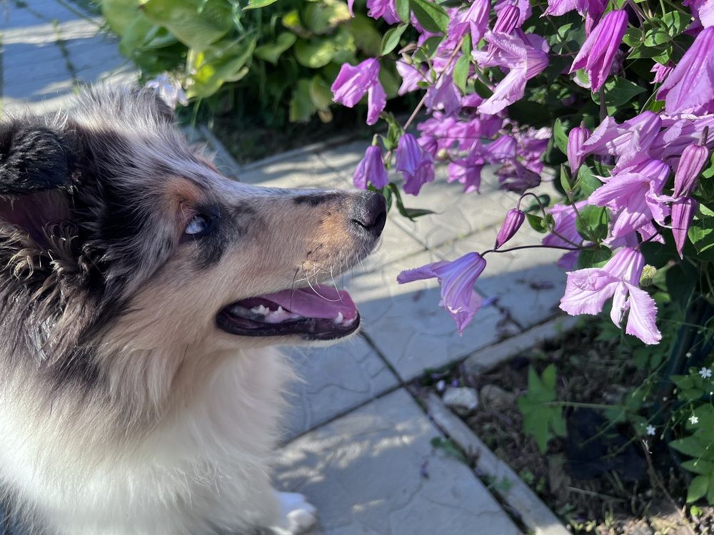 Photograph by Kira Ko