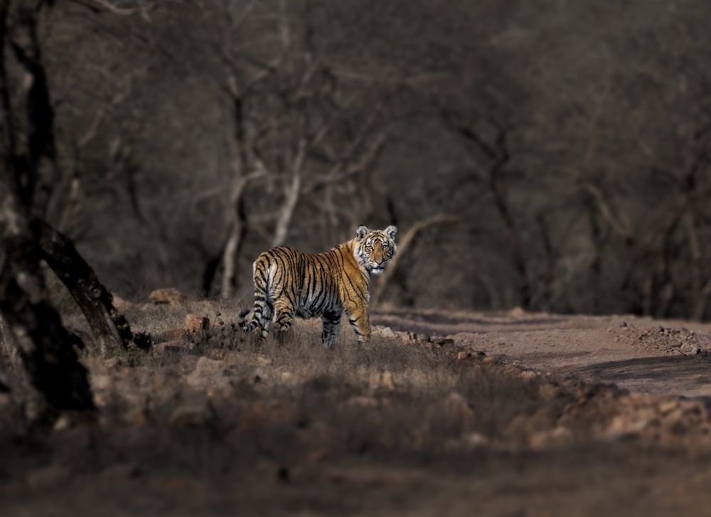 Photograph by Priyanka Agarwal