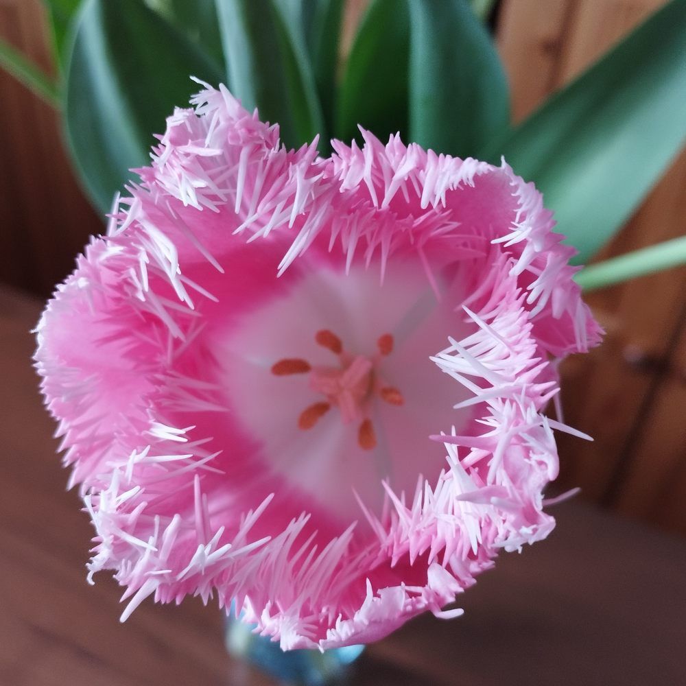 Photograph by Galina Gurskaya