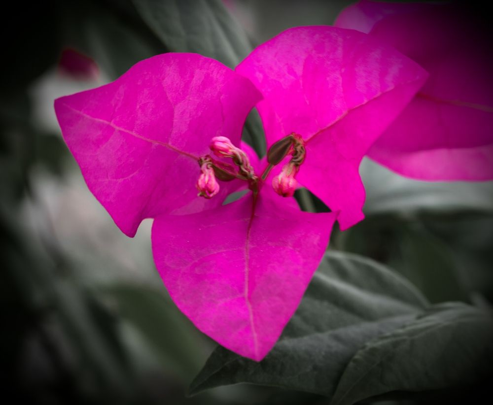 Bougainvillea