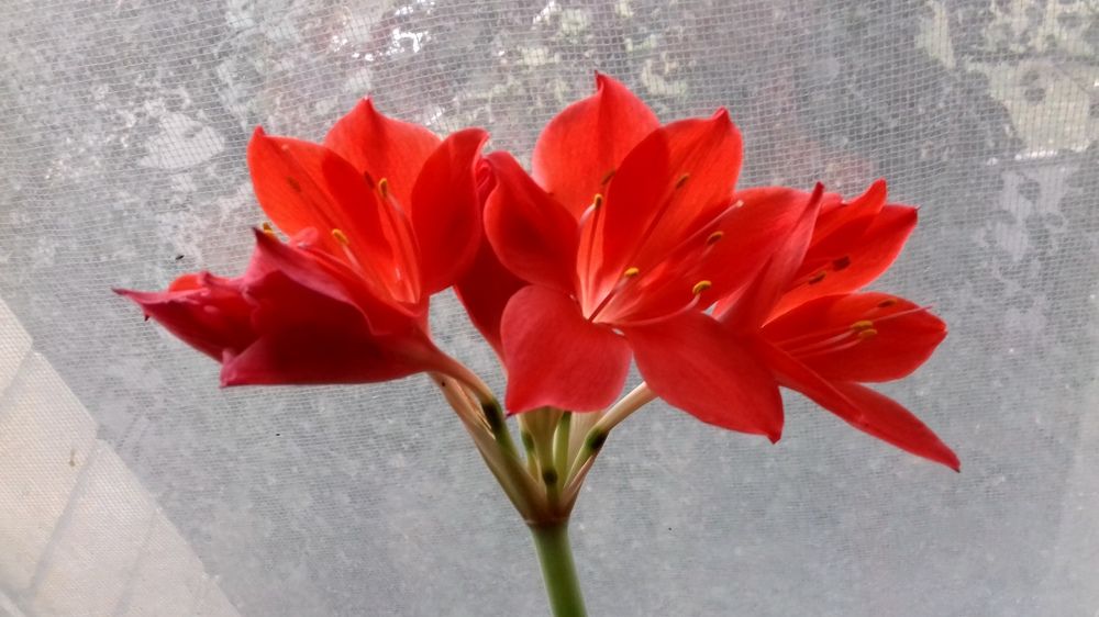 Photograph by Галина Петрушенко