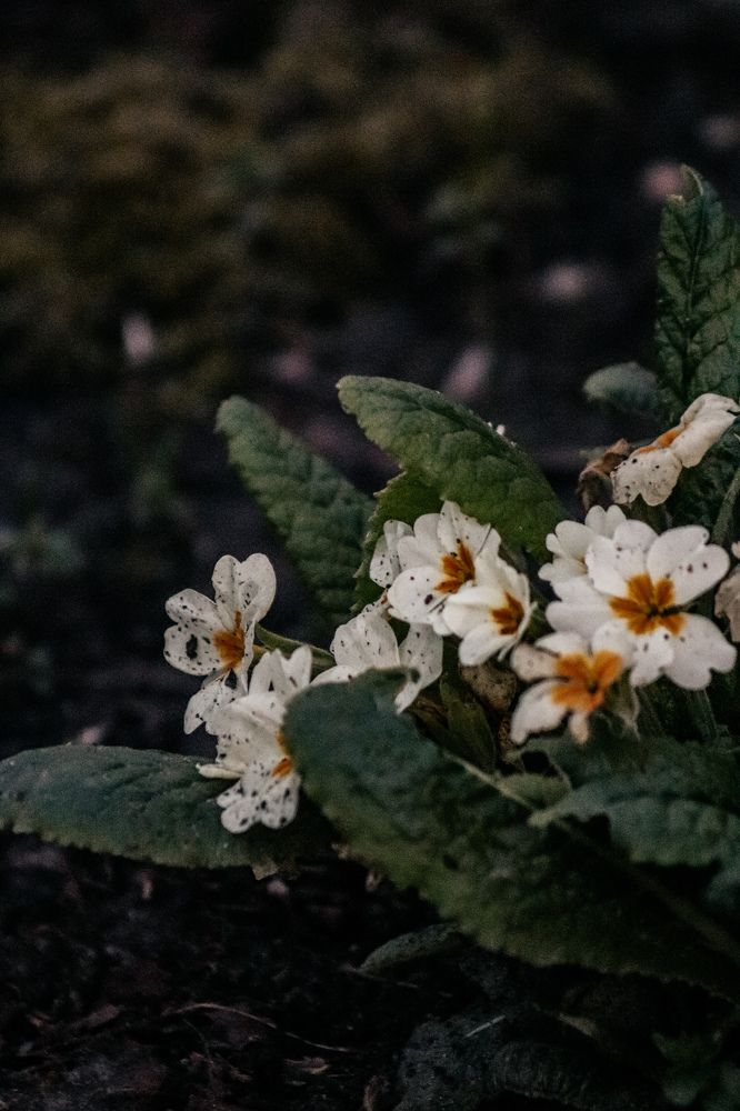 Photograph by Екатерина Нальгиева