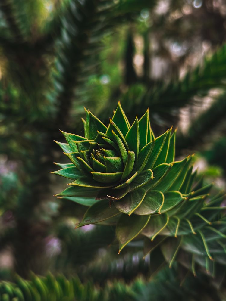 Photograph by Екатерина Нальгиева