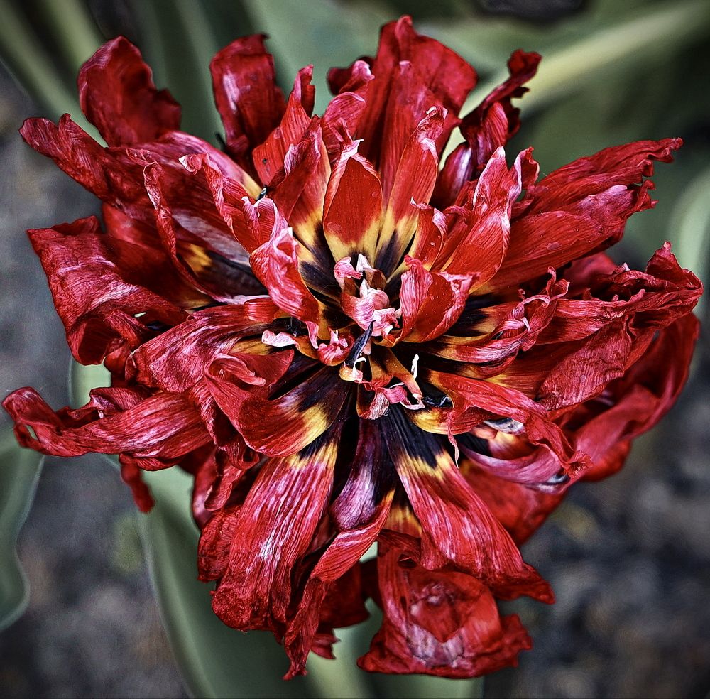 Весна прошла...