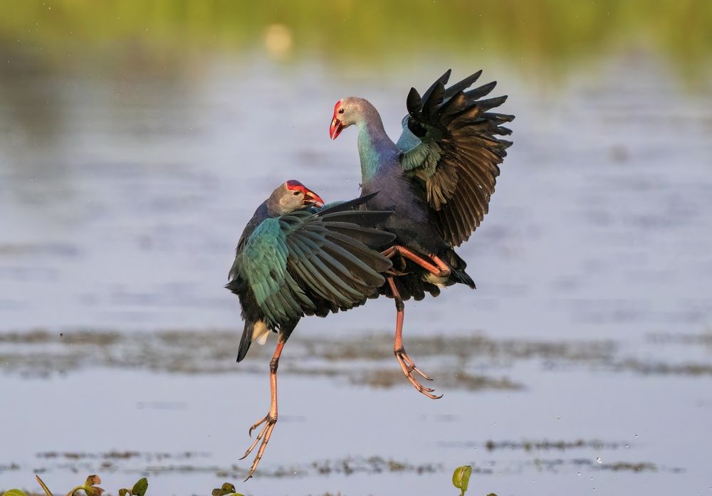 Photograph by Gurvinder Chhabra