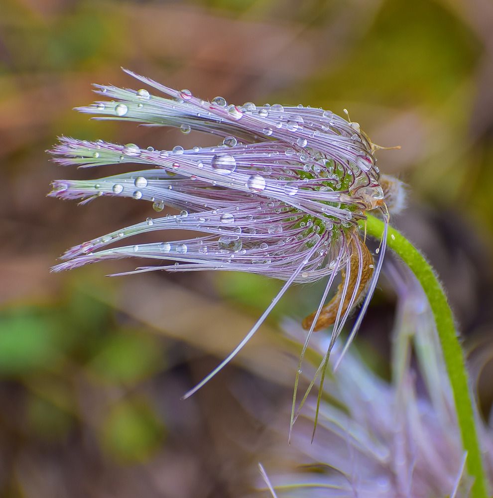 испорченная прическа прострела