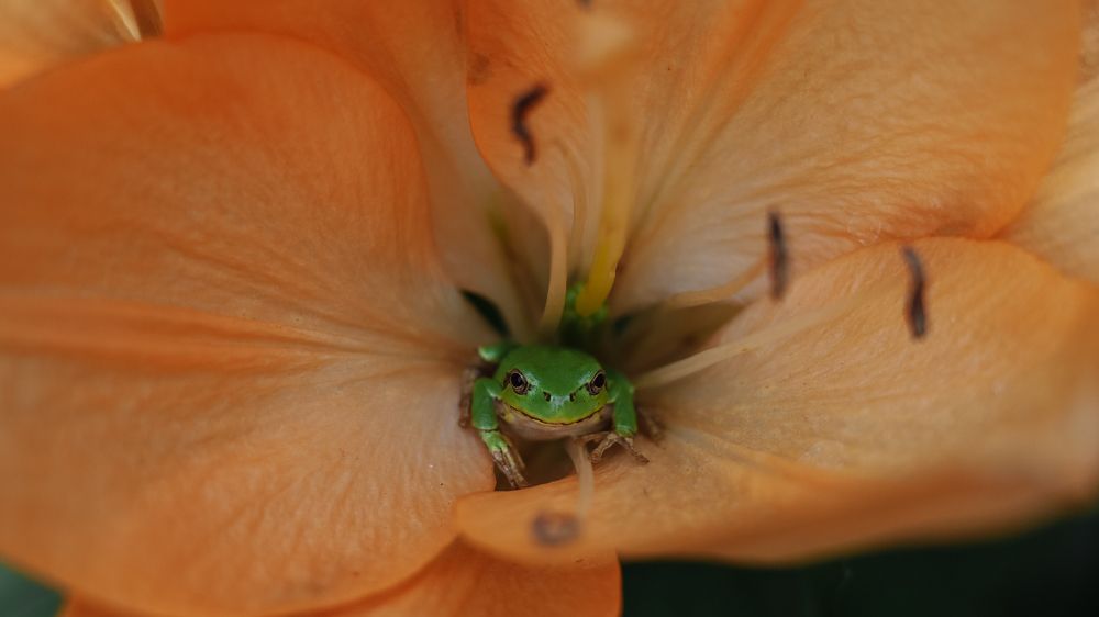 утренний гость