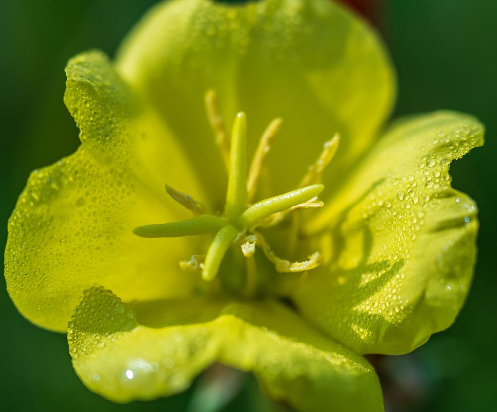 Photograph by Irina Luidinshina