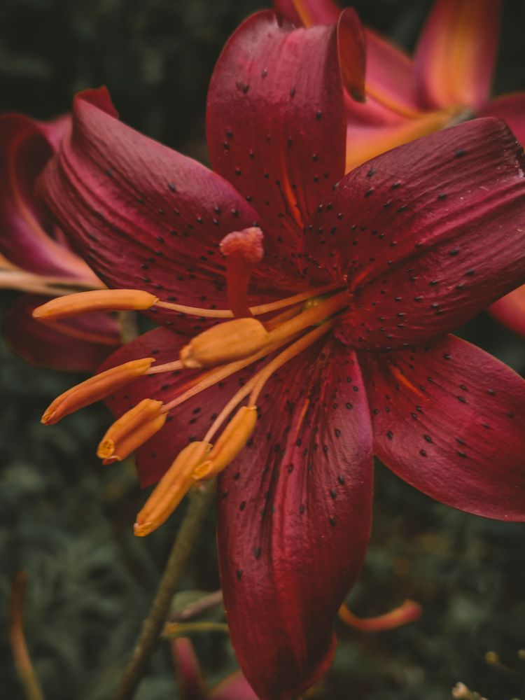 Photograph by Ирина Герлин