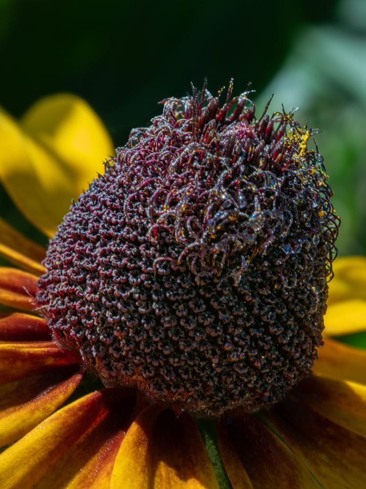 Photograph by Галина Суровицкая