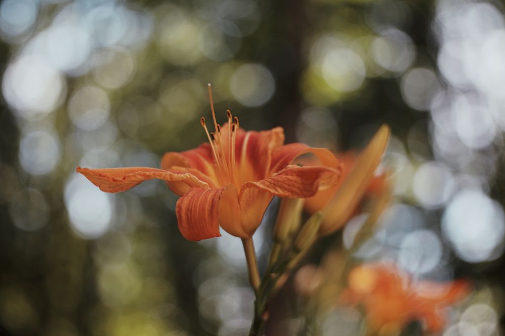 Photograph by Yana Egorova