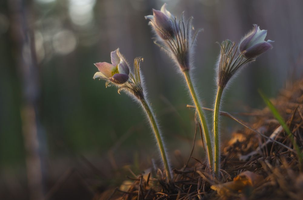 Photograph by Илья Толстоноженко