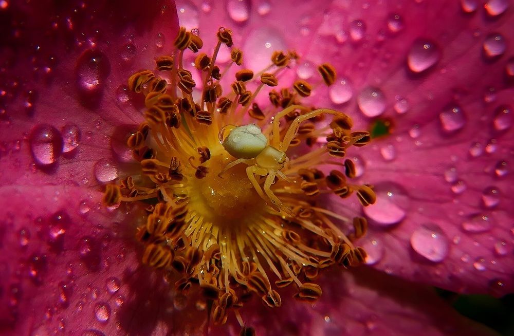 Паучок в гостях у шиповника.