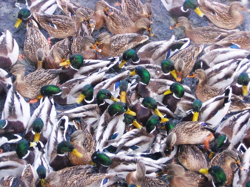 Photograph by Владимир Грибков