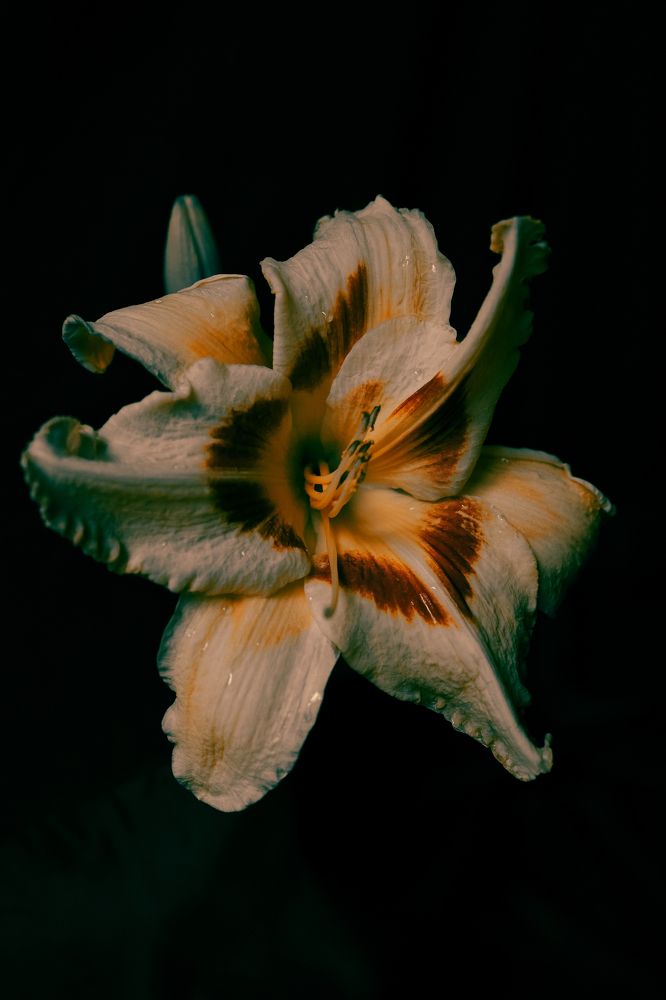 Photograph by Мария Боленичева