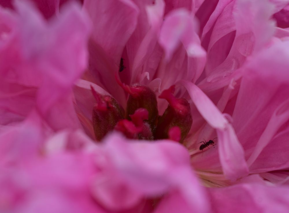 Photograph by Галина Купцова