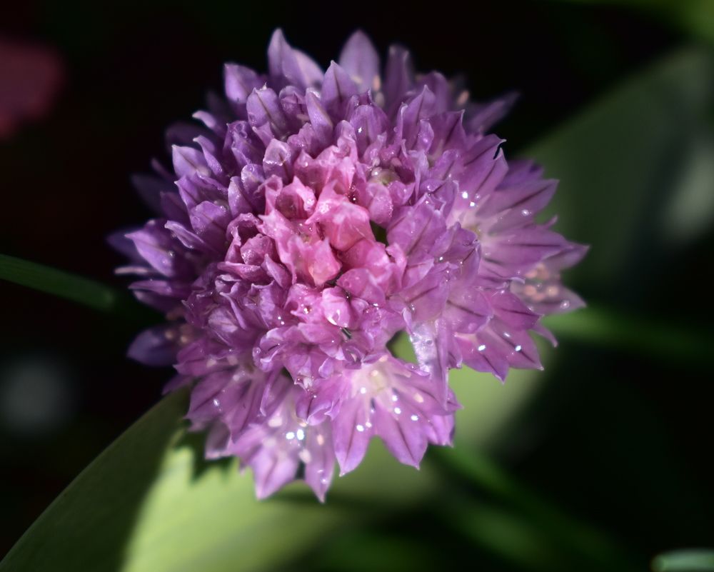 Photograph by Галина Купцова