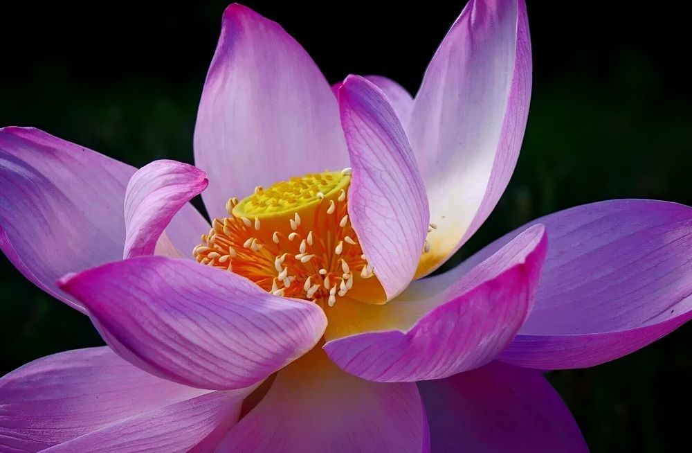 Магия лотоса.