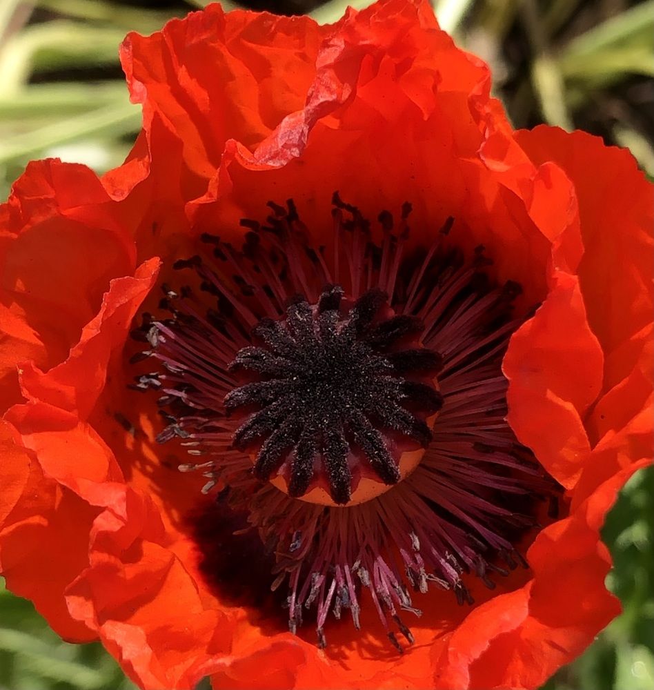 Photograph by Мария Бессмертная