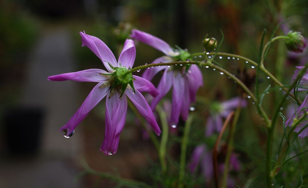 Фотография автора Сергей Гречихин