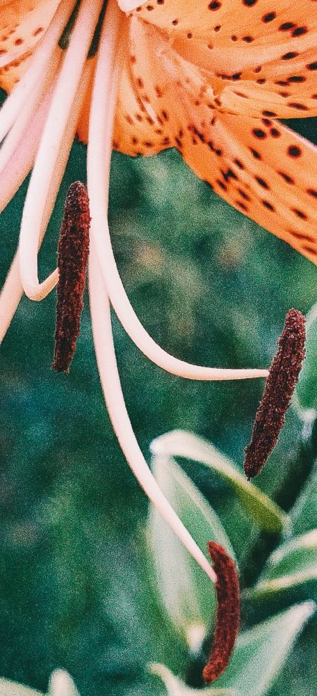 Photograph by Елена (Мори) Кузнецова