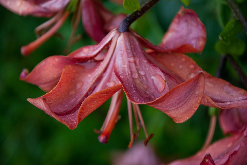 Photograph by Екатерина @Arigata