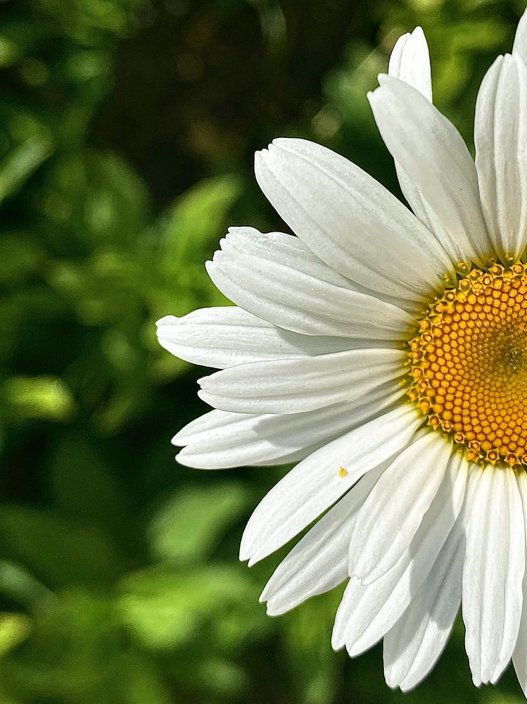 Фотография автора Ольга Лазаренко