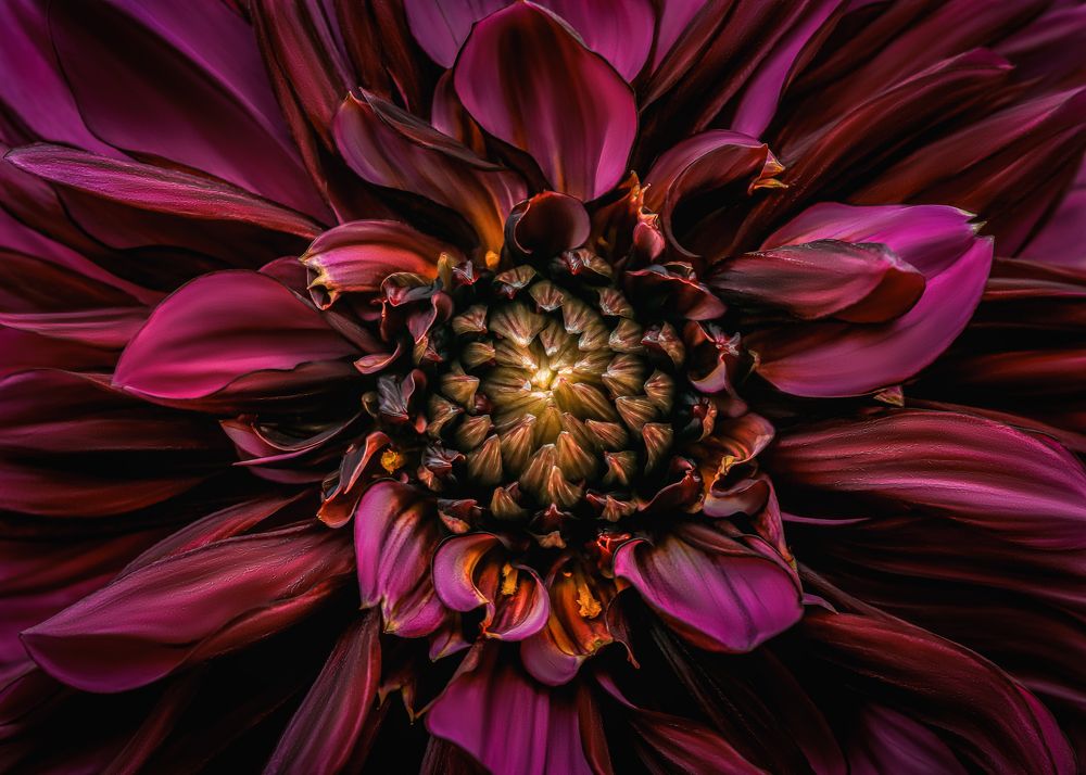 dahlia