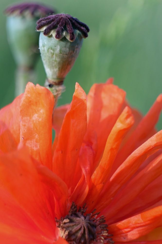 Photograph by Евгения Путинцева