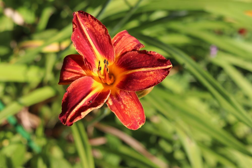 Photograph by Светлана Соколова