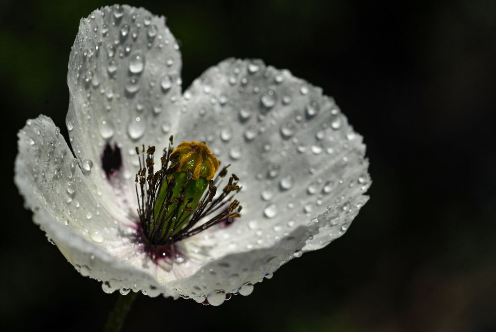 Photograph by Римма Волченко