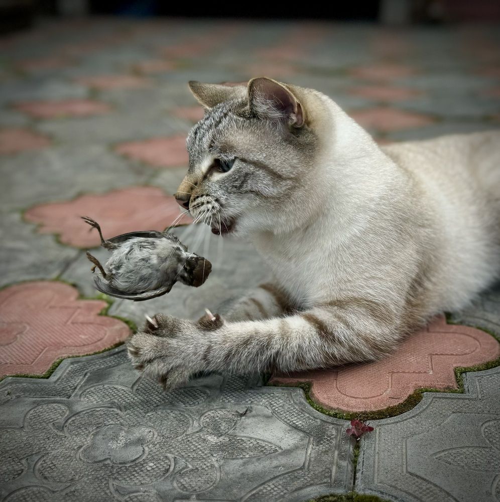 Photograph by Елена Карпухно