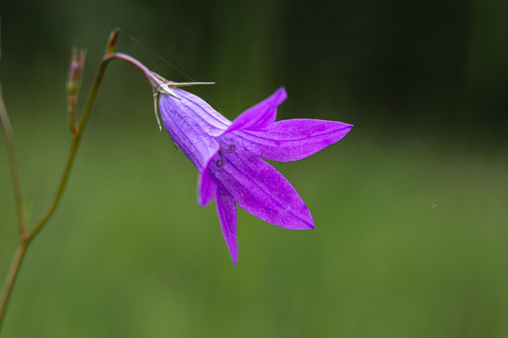 Photograph by Юрий Киреичев