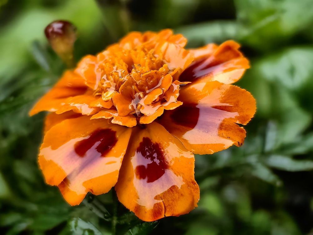 Photograph by Алексей Швайка