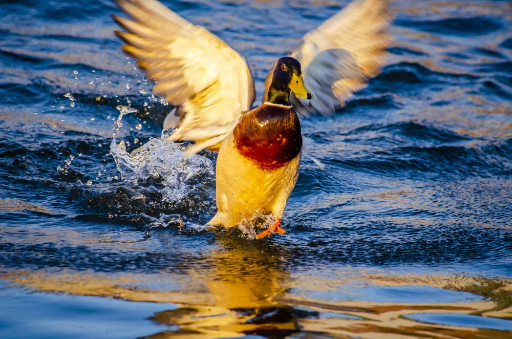 Photograph by Юлиана Иванова