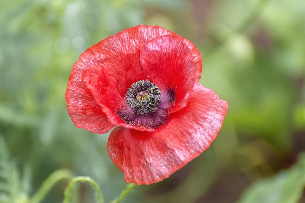 Photograph by Пушкин Сергей