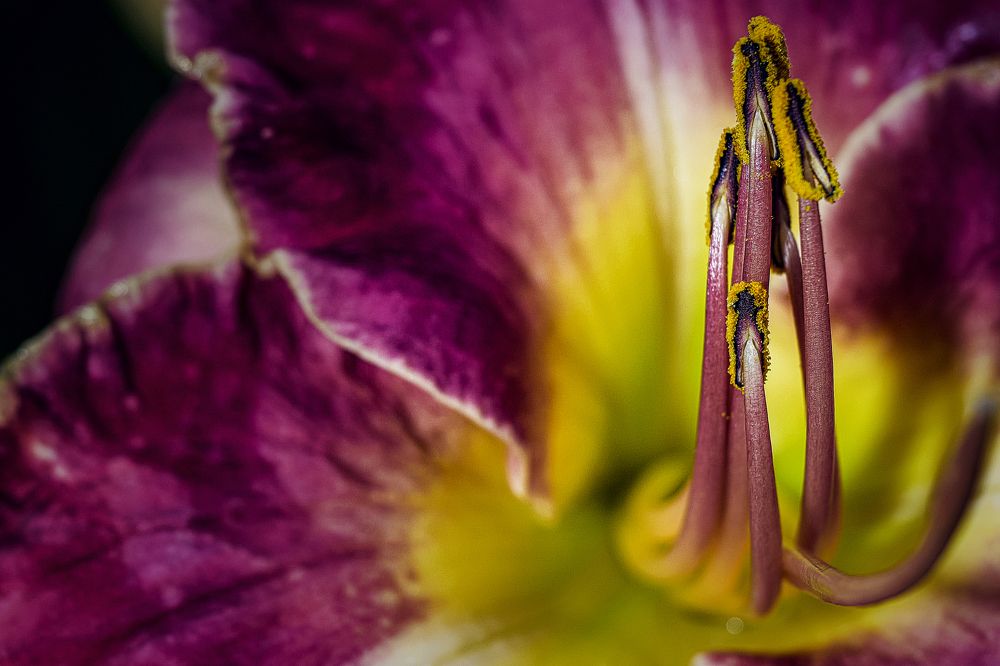 Photograph by Adler Roman