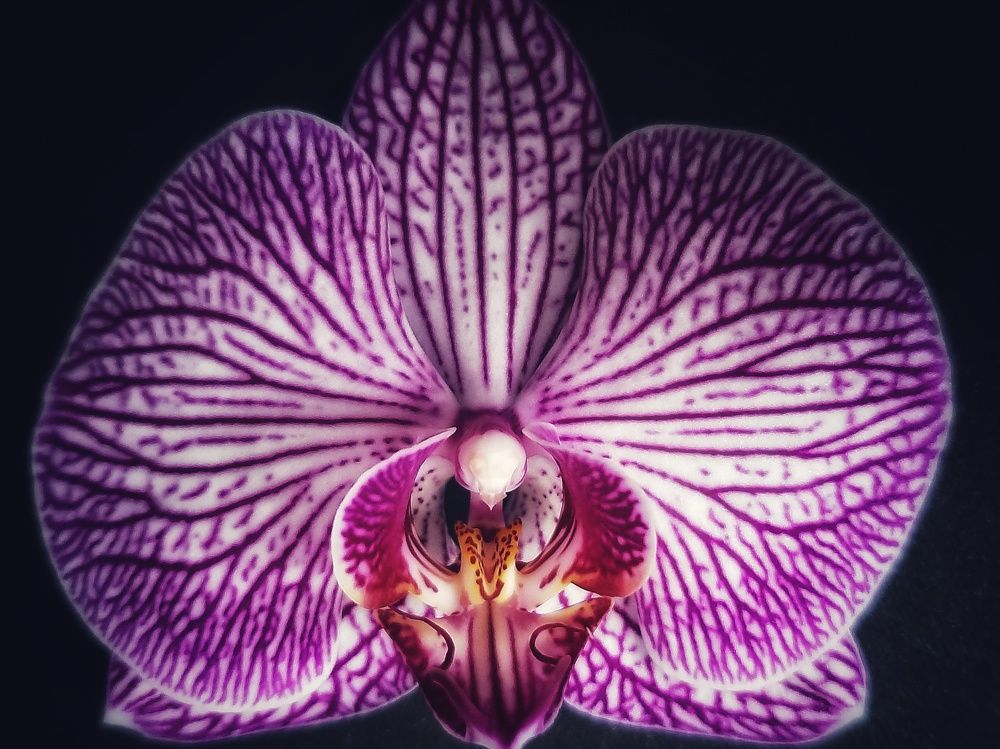 Photograph by Кристина Панченко