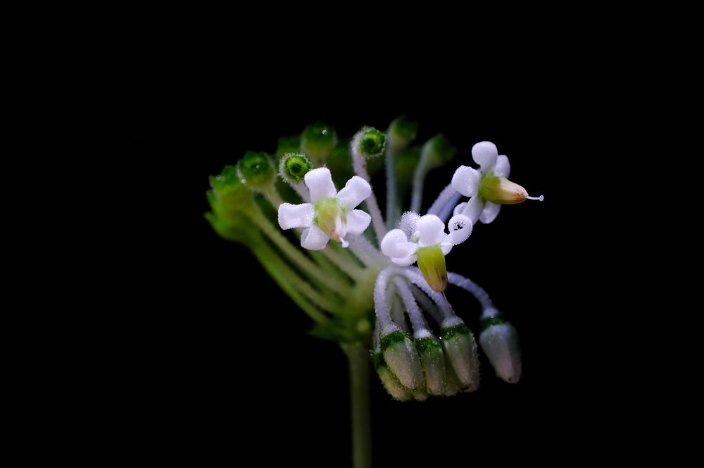 Photograph by Nguyen Hai Duong