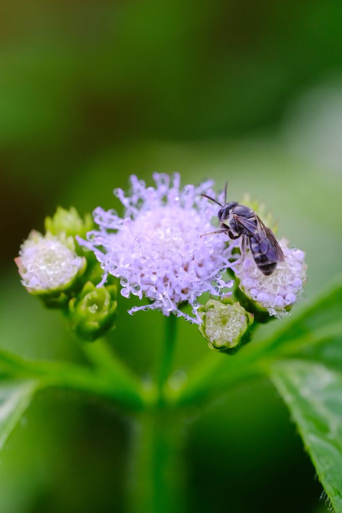 Photograph by Nguyen Hai Duong