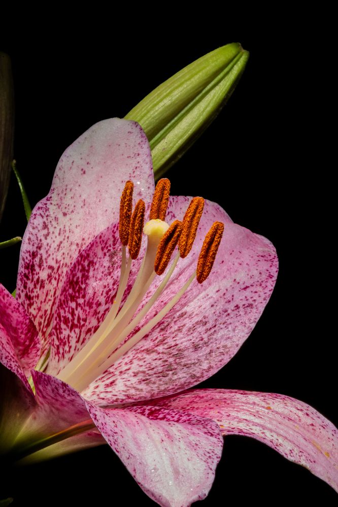 Photograph by Князев Сергей