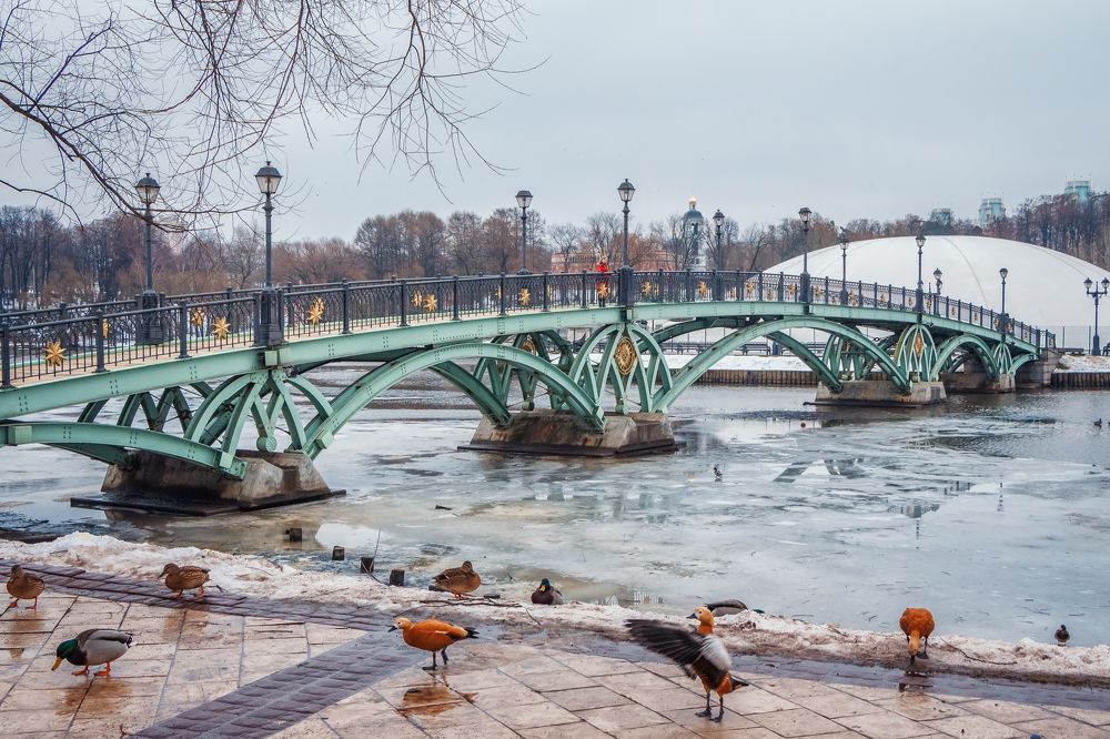 Фотография автора Галина Шепелева