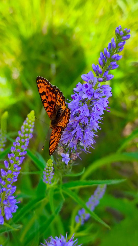 Photograph by Marina Selina